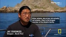 Great White Shark Vs Killer Whale