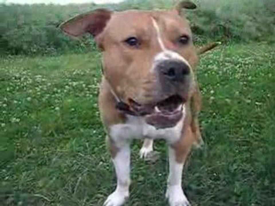 Kasey am staff dangereux