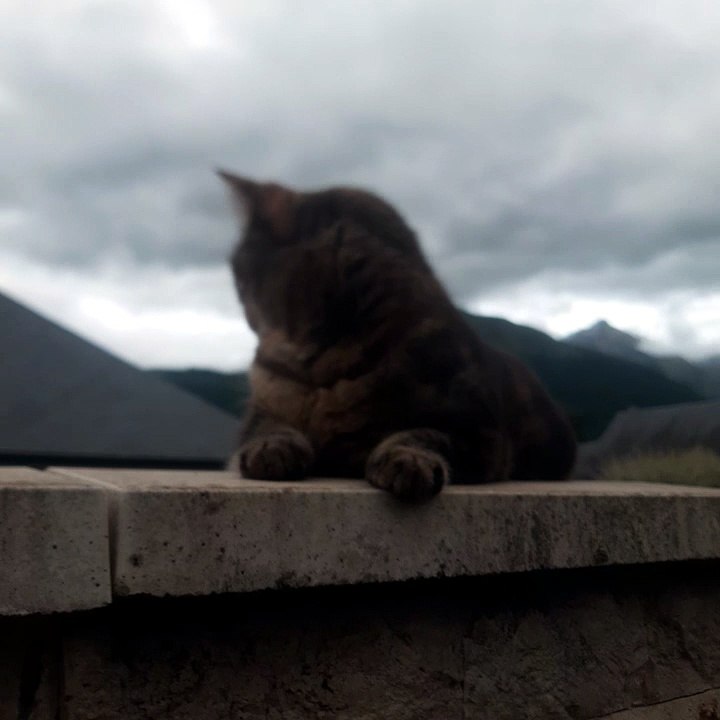 La belle vie de pa(chat)