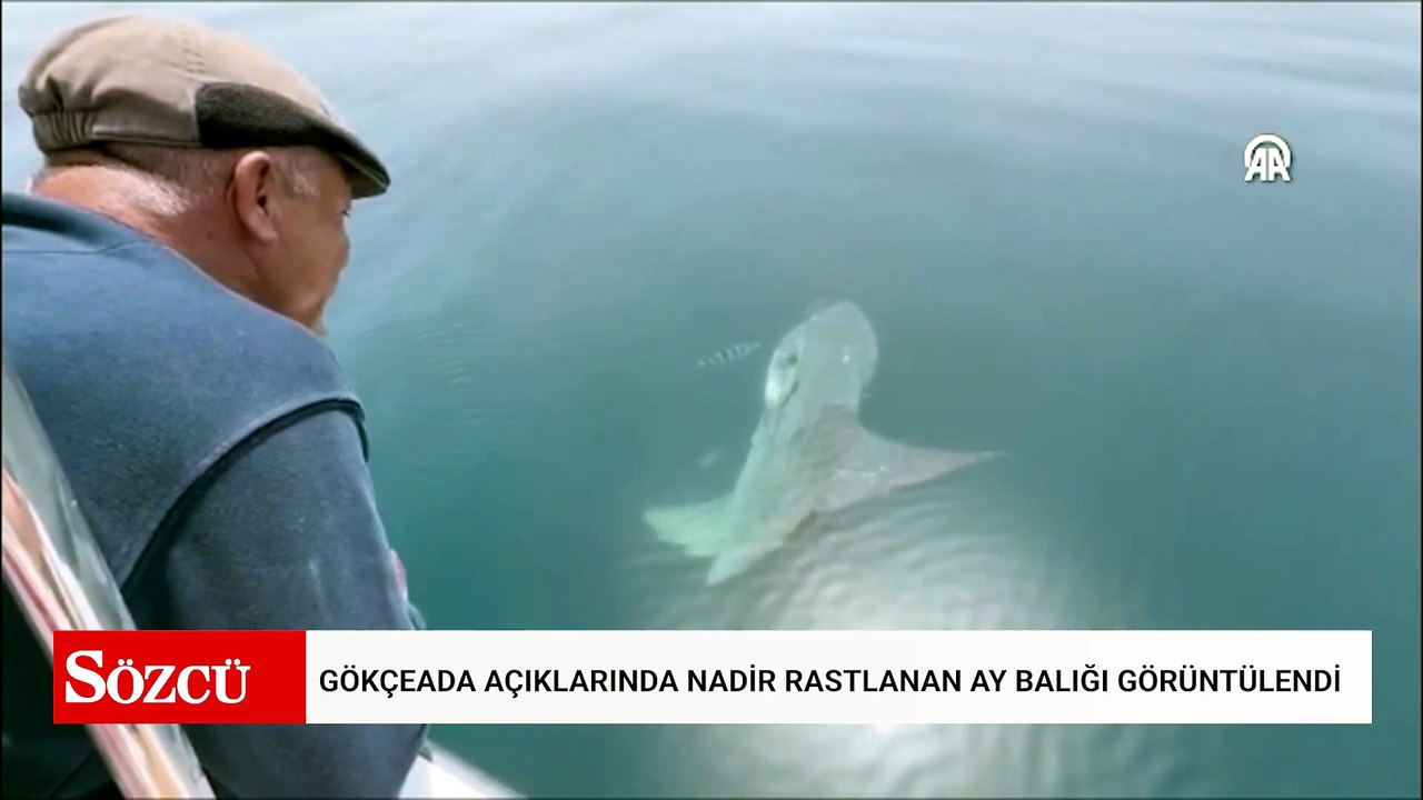 Denizin haberci balığı Türkiye'de görüntülendi