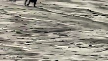Pro Players: When Pets Outsmart Their Owners!