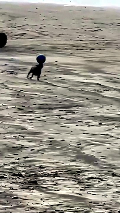 Pro Players: When Pets Outsmart Their Owners!