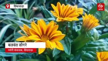 नौकरी गई तो शुरू किया ग्रीन गिफ्ट का कारोबार, छिंदवाड़ा के बलवंत खुशबू बेचकर कमा रहे लाखों