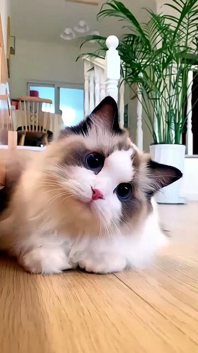 Ses yeux bleus m’ont captivée pendant 10 secondes 😻