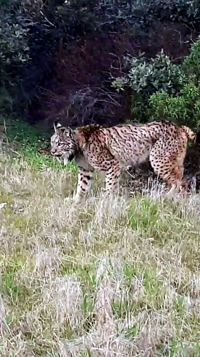 Duelo de titanes: dos linces ibéricos se baten a cabezazos frente a la cámara