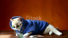 Rich cat😅🤑🤑