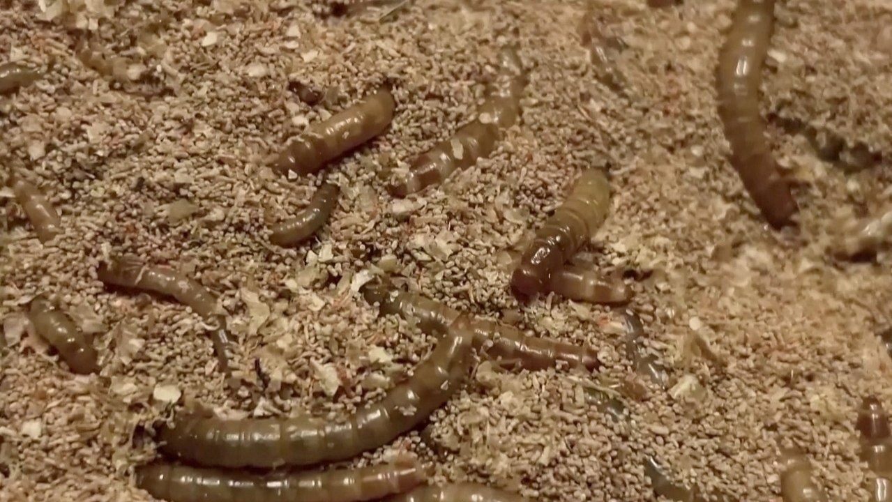 Insects as Sustainable Protein: Could Flourworms Reshape Our Diet?