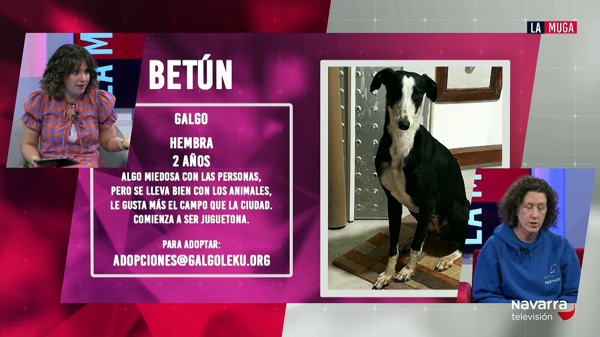Conocemos a Betún, una galga hembra en adopción en Galgo Leku