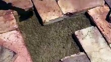 Tile floor tiles fixing.