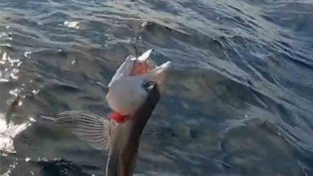 Fisherman catches the rarest fish of all time—its features look out of this world
