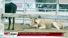 Aumentan a 12 los casos de gusano barrenador en Coahuila; refuerzan vigilancia