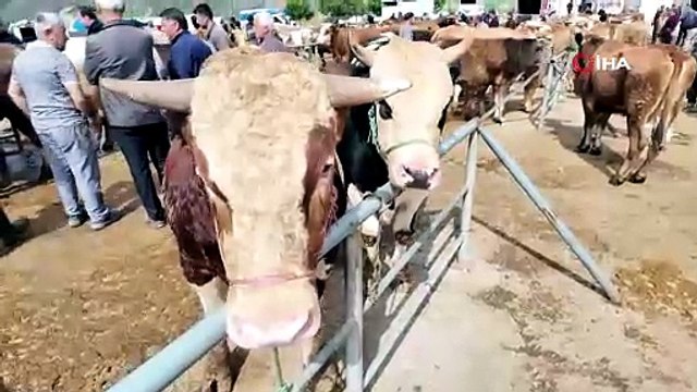Bayrama sayılı günler kala Sorgun canlı hayvan pazarında hareketlilik yaşandı