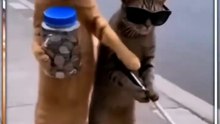 cat funny #cat #shortsfeed #funny