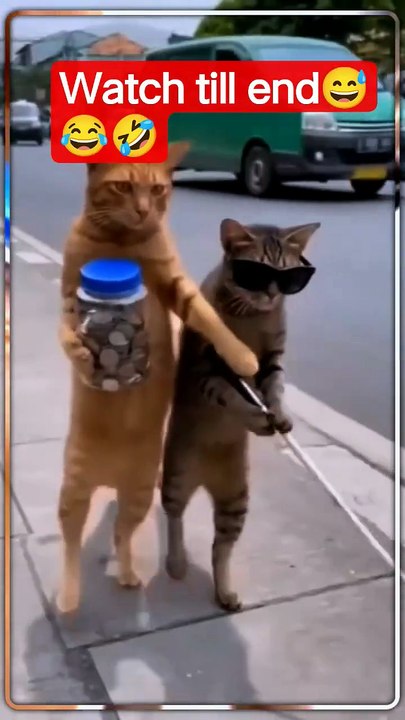cat funny #cat #shortsfeed #funny