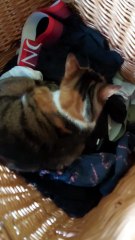 When nobody knows where she is ... there is only one possible place🐾#cat #funnycats #catlovers