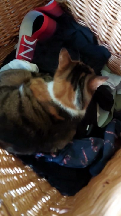 When nobody knows where she is ... there is only one possible place🐾#cat #funnycats #catlovers
