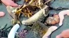 Peces pene en Chubut