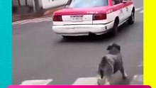 Abandonan a perrito en plena avenida y el video rompe el corazón 😡