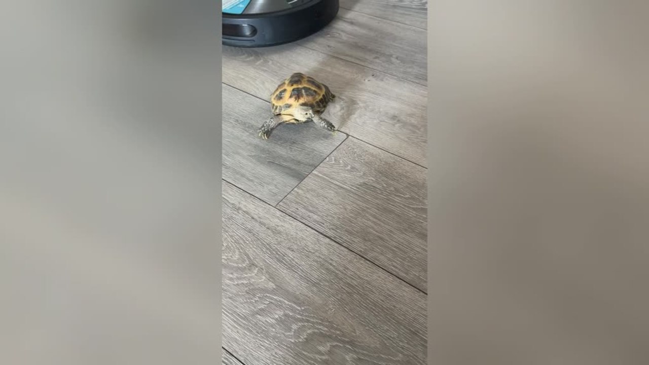 Dog Regrets Licking Tortoise After Painful Bite Surprise