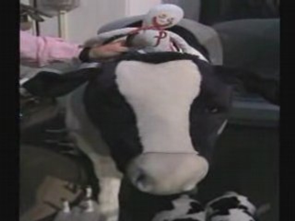 Sucking on Cow Titty for Milk
