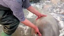 Fishermen process jellyfish on the spot—here's the urgent reason why!  #Jellyfish #FoodFacts