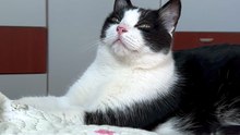 Funny cat