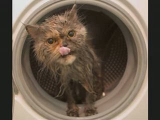 Chat macine a laver