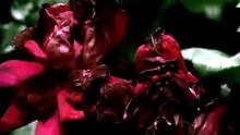 2008 Possession FEATURE MOVIE Lee Pace [Full Movie]