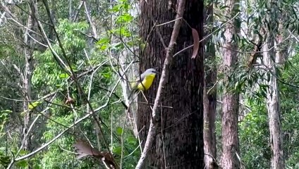 Eastern yellow robin
