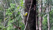 Eastern yellow robin