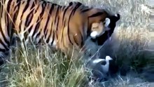 Wild Bengal Tiger Chases and Catches Agile White Bird in Safari Encounter