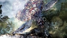 Slow motion clip of a sea turtle swimming near the shore. Shot above the sea level.