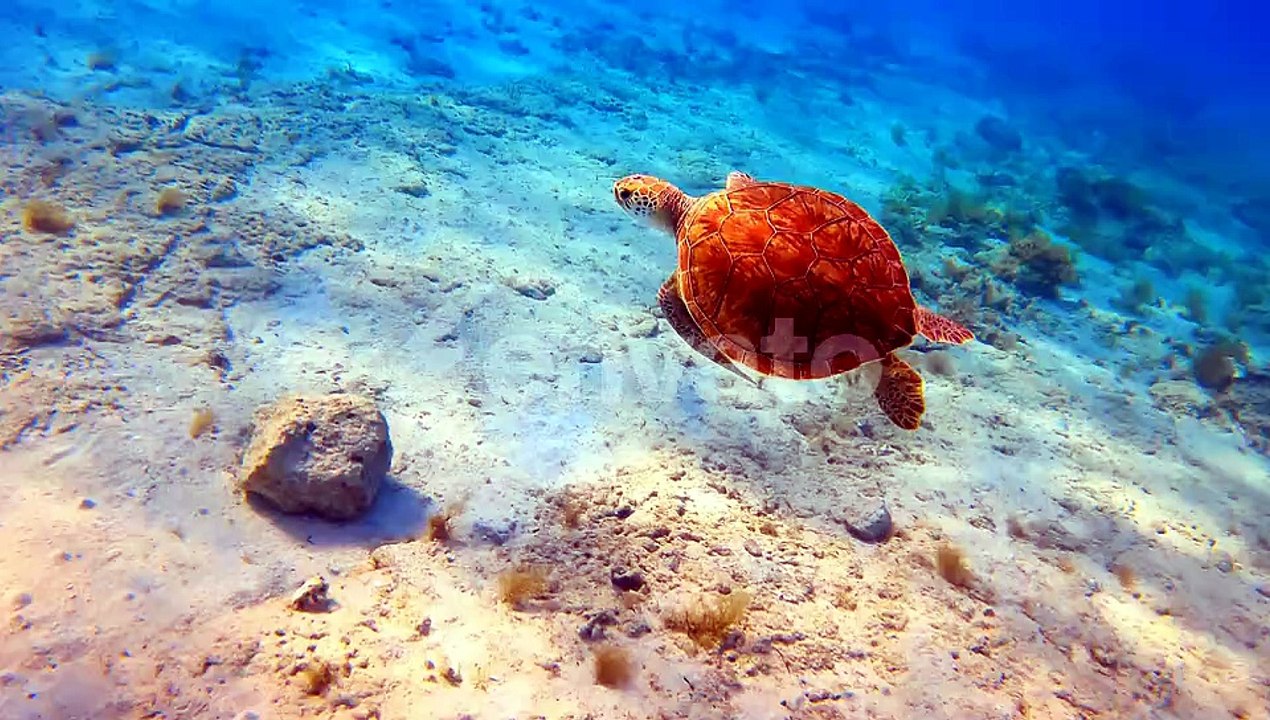 Following a little turtle swimming in the turquoise water. Wildlife of the sea or ocean.