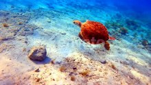 Following a little turtle swimming in the turquoise water. Wildlife of the sea or ocean.