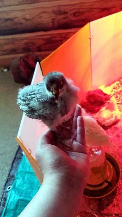 Hush now, they're sleeping | #SparklegleamFarm #Chicken #homestead #farmanimals #cute