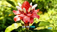 Torch Ginger 🌱 Benefits 🌱Natureplant
