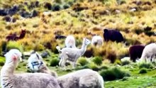JEUX entre jeunes lamas en Bolivie