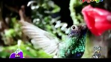 أنشودة أدعوك - قناة كراميش