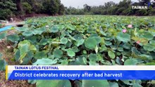 Tainan District Celebrates Return of Lotuses Ahead of Flower Festival