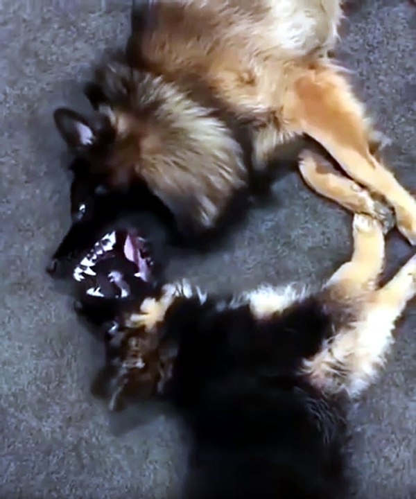 Funny German shepherd dog 🐾🐶😀😀😀😀😀