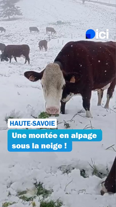 Une montée en alpage sous la neige !