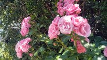 rose01