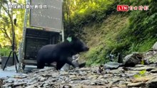 胖了5公斤！ 武陵受困黑熊伊比重返山林