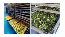 Mesh belt dryer Manufacturer tour