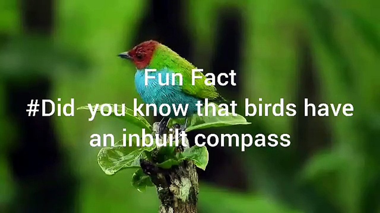 Fun Fact03
