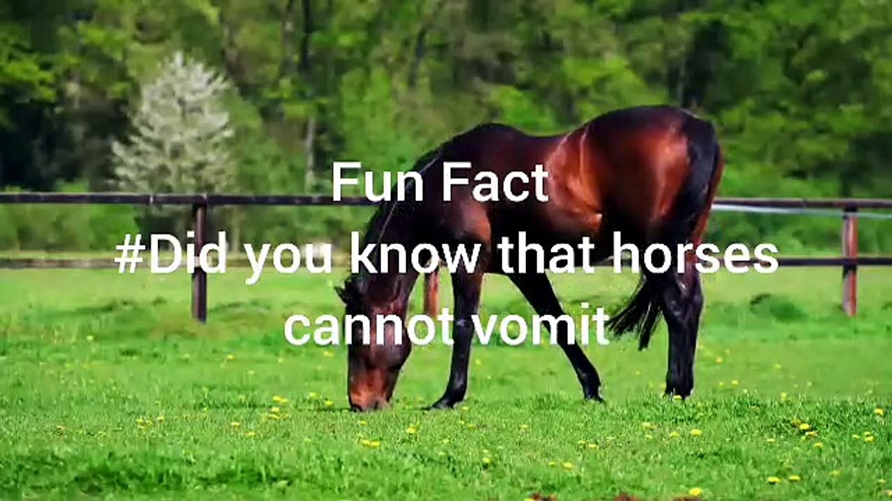 Fun Facts 01