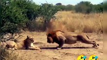 Lion trying to impress Lioness