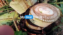 Hello dear friends