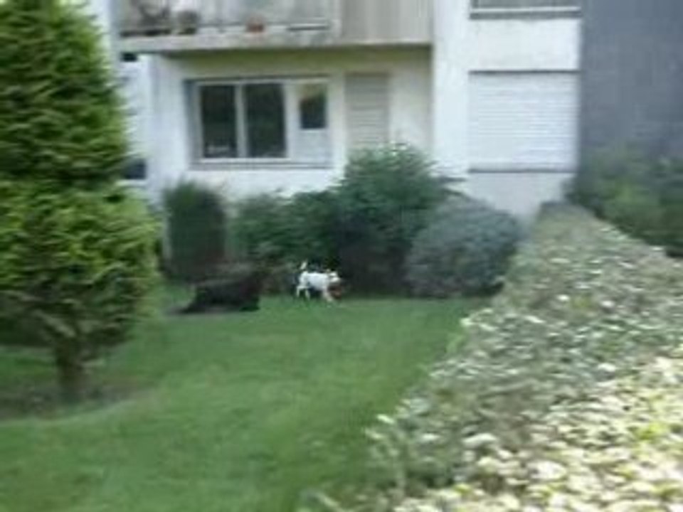la sauterelle ^^