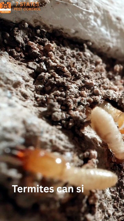 Termite Pest Control Services | Protect Your Property Today